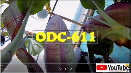 Odc-611-Odrosty musa basjoo, wielkie liście ensete ventricosum maurelii. Egzotycznie
