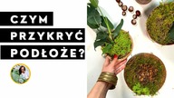 jak przysłonić, zasłonić ziemię w doniczce u roślin domowych ?
