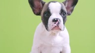 #cutedog #cuteanimals @tiktok. shotty
