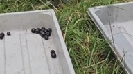 Gołębie uwielbiają aronię 
