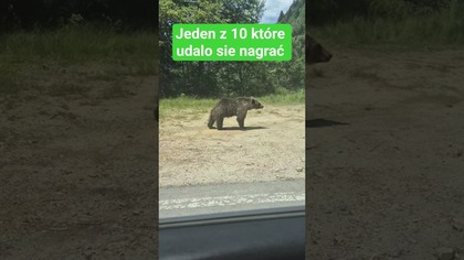Rumunski Niedźwiedź.  #autostop #travelvlog #bear #animals #romania #mountains
