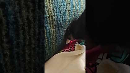 Kto kogo podgląda?#koty #pies #kocięta