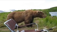 Niedźwiedź przyszedł do rybak&oacute;w, spojrzał na rzekę, ziewnął i poszedł 