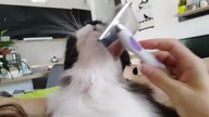 KRECIA GROOMING HERSELF | Peaceful relaxing time together