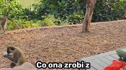 Małpa z zielonymi jajkami  #podróże #kamperem #afryka #travel