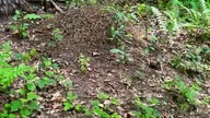 Visiting a Dangerous Ant  Hill!