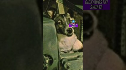 PIERWSZY PIES W KOSMOSIE