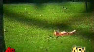 Zwierzęta - Najśmieszniejsze Amerykańskie filmy domowe