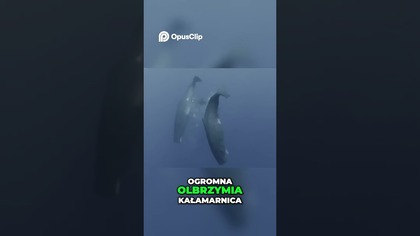 Kaszalot kontra Olbrzymia Kałamarnica Epicka Bitwa w Głębinach