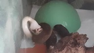 African House Snake eating a rat (use x2 speed)