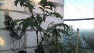 1: Młoda albizia składa liście na noc Time-lapse 5H