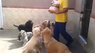 Bardzo dobrze wytresowane psy