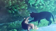 gra w którą uwielbiam grać #stray #game #ps4