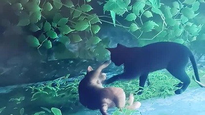 gra w którą uwielbiam grać #stray #game #ps4