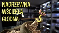 Oceniam ATAKI moich węży!