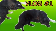 VLOG #1 - Historia moich zwierząt domowych :D!