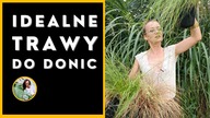 Najlepsze Trawy Ozdobne do donic.  Jak dbać, sadzić, pielęgnować