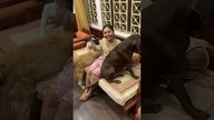 Golden retriever, labrador i kundel bawią się