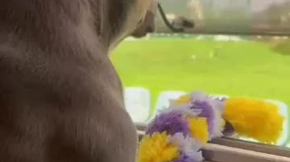 Piesek Secik ; Obserwacja.