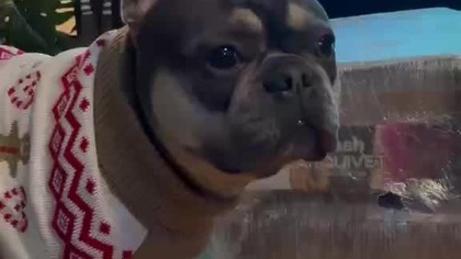 Nie boję się sraczki.