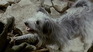 Greyfriars Bobby: The True Story of a Dog (1961) Napisy PL