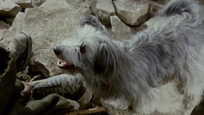 Greyfriars Bobby: The True Story of a Dog (1961) Napisy PL
