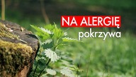 Zioła na alergię: pokrzywa. Czajnikowy.pl