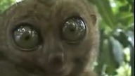 The Dramatic Lemur Original