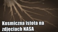 [Reupload] Kosmiczny organizm widoczny na zdjęciach z misji kosmicznych Apollo