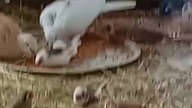 Ptasiusiu #pigeon #egzotyka #fus #birds #golebie