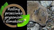 Rośliny odstraszające gryzonie i ślimaki.