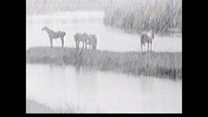 Dis Viva Polska... VID-1742918040239