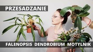 Motylnik, Dendrobium, Falenopsis.  Przesadzanie storczyków krok po kroku.  Vlog
