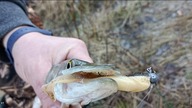 Wędkarski komornik / Szczupaki / Spinning w cieniu Wojny