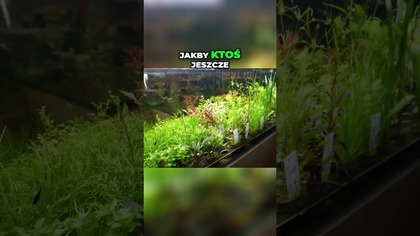 Aquafloor Ruda Śląska jakie gatunki jakie ceny ?