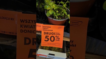 Promocja na rośliny w biedronce! druga roślina 50% taniej #biedronka #roślinydoniczkowe #alocasia