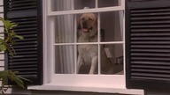 Rufus 1
