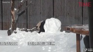 Panda kontra bałwan