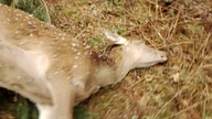Czemu Natura Musi Być Aż Tak Brutalna? Łania Jelenia