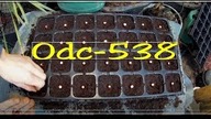 Odc-538-Liczi po roku z nasion. Czy warto ? Sadzenie liczi z pestki.