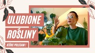 Moje ULUBIONE rośliny domowe  które polecam :)