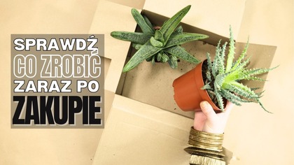 Twoja Nowa Roślina Przeżyje Dzięki Tym Wskazówkom!