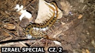 Izrael SPECIAL Cz. 2 ZNALAZŁEM las skolopendr :O
