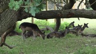 deer / jeleń