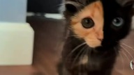 Cat beautiful #true #love #trueman #śmieszne #motywacja #truman