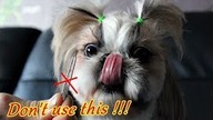 SHIH TZU CARE - How To Clean A Dogs Ears