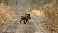 Rozmowa dw&oacute;ch zjeb&oacute;w częćś 2 ost