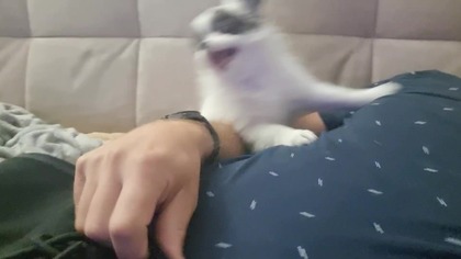 Chihuahua Luna Day 17