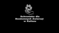 Spot promujący adopcje - Kaliskie Schronisko Dla Bezdomnych Zwierząt