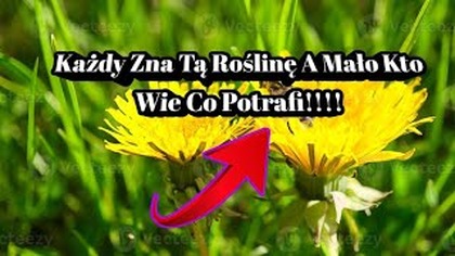 2207.  Roślina Kt&oacute;rą Każdy Zna A Mało Kto Wie Co Potrafi!!! Reupload